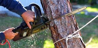 Best Tree and Shrub Care  in Carey, ID