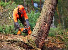 Best Pest Control for Lawns  in Carey, ID