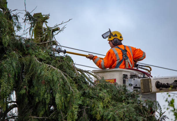 Best Palm Tree Trimming  in Carey, ID