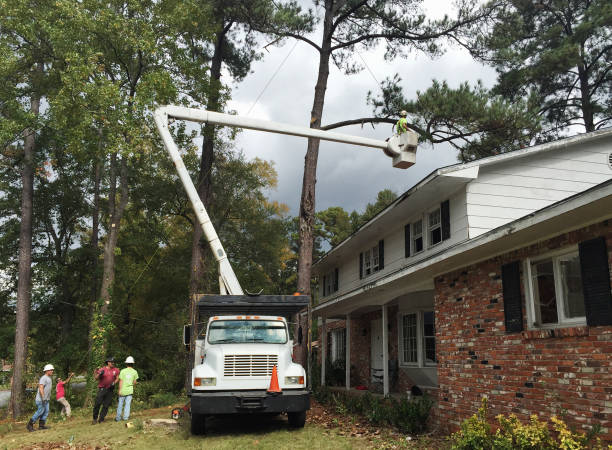 Best Arborist Consultation Services  in Carey, ID
