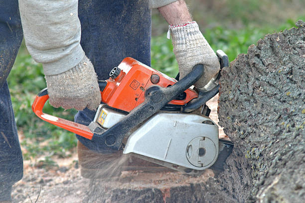 How Our Tree Care Process Works  in  Carey, ID