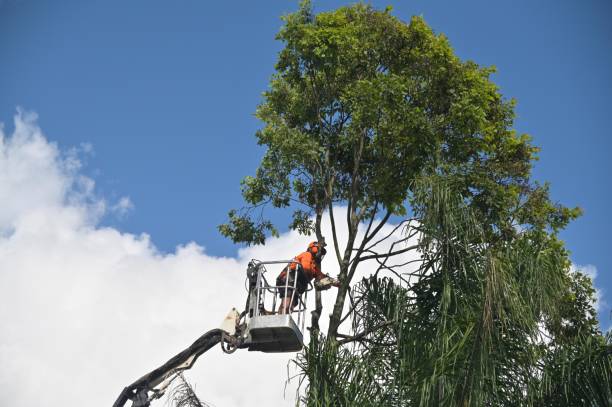 How Our Tree Care Process Works  in  Carey, ID