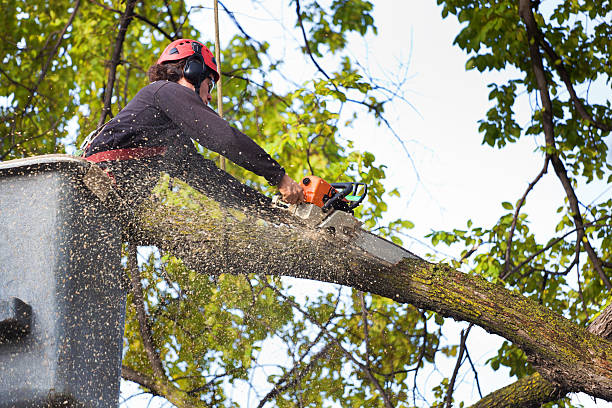 Leaf Removal in Carey, ID